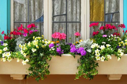 06-window-boxes-opt-for-wood