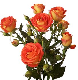 Rose-Bunch-PNG-Image-273x279