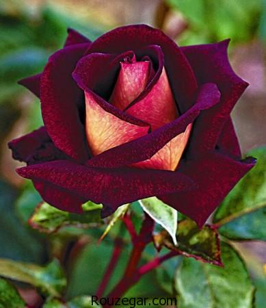 Model-Flower-rose-rouzegar-8