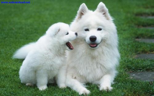 سگ-سفید-و-زیبا