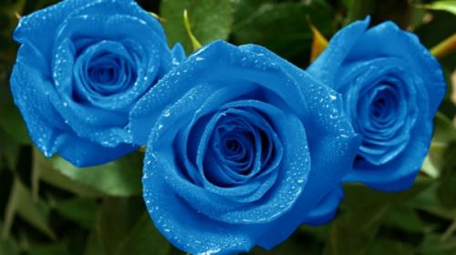 اخر 3 تا گل آبی رز زیبا