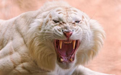 Angry-White-Tiger