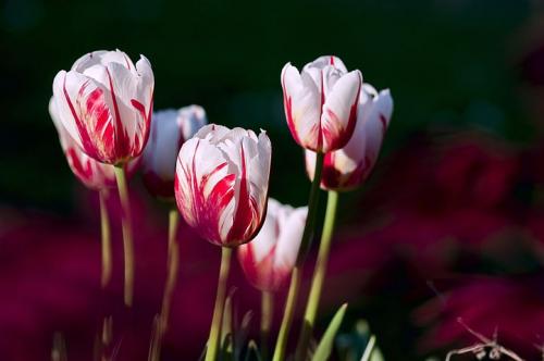 tulips-image