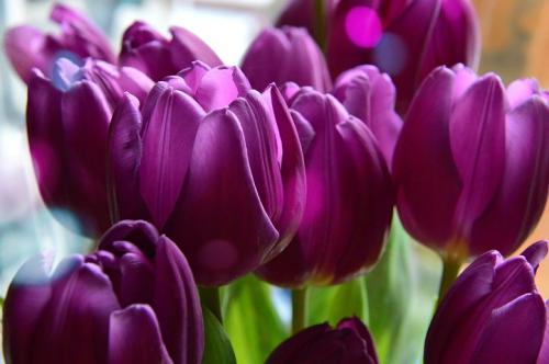 violet-tulip