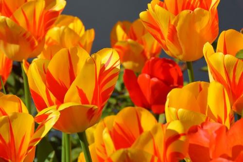 orange-tulip