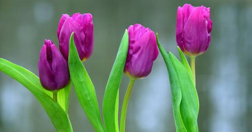 tulip-flower-pictures-5