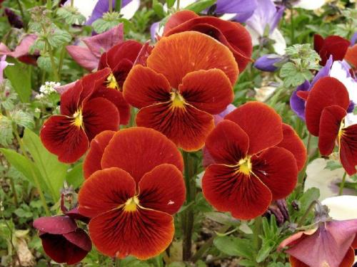 pansies-for-you-13-728