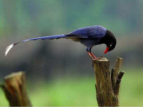 formosan-blue-magpie-beautiful-bird-in-taiwan-3-728