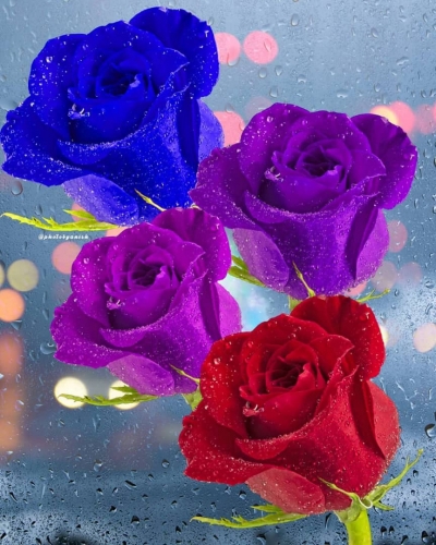 آخر 4 تا گل رز قرمز آبی بفش وبنفش کم رنگ با قطره آب