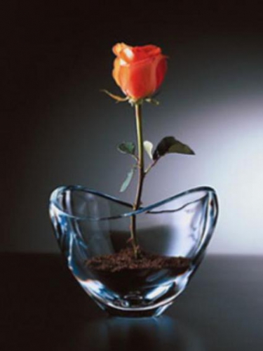 آخر تک گل رز صورتی توی گلدان کریستال