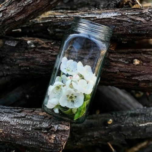 اخر گلهای یاس سفید در داخل شیشه کنار درختان